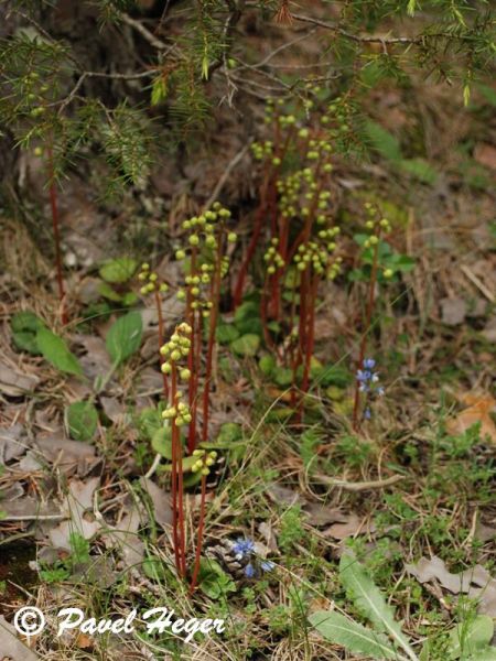 Pyrola chlorantha